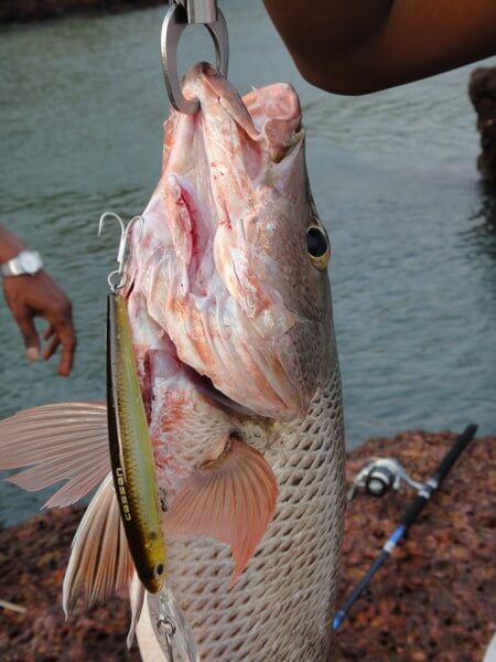 Fishing lures: Cassan barramagic lures online in India - CASA IBRAHIM