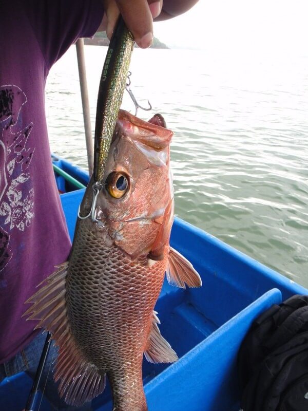 Buy C-Pioneer 100PCS 3D Fishing Lure Eyes Red Gold Silver-8MM-Random Color  Online at desertcartCayman Islands