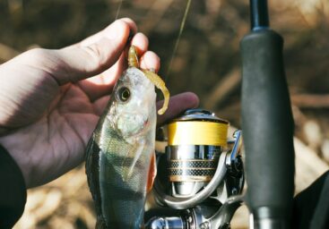 Best Fishing Reels For Indian Anglers: Where To Buy Online